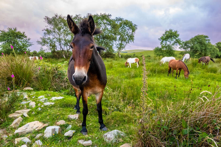We tried to take nice photos of the landscape … The animals had other ideas. 🐑📸Turns out, the locals are very camera-friendly!
  
📍 Seal, County Dublin
📍 Sheep, County Antrim
📍 Cows, County Sligo
📍 Horse, County Clare