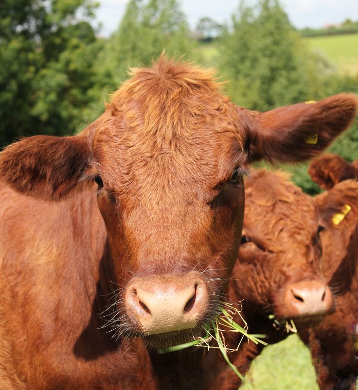Meet the Red Poll, an English beauty known for its deep red coat and calm nature. Graceful, hardy, and perfect for both milk and meat! 👑🐄
-
-
coolcowshop.com
-
#coolcowshop #RedPoll #HeritageCattle #FarmLifeVibes