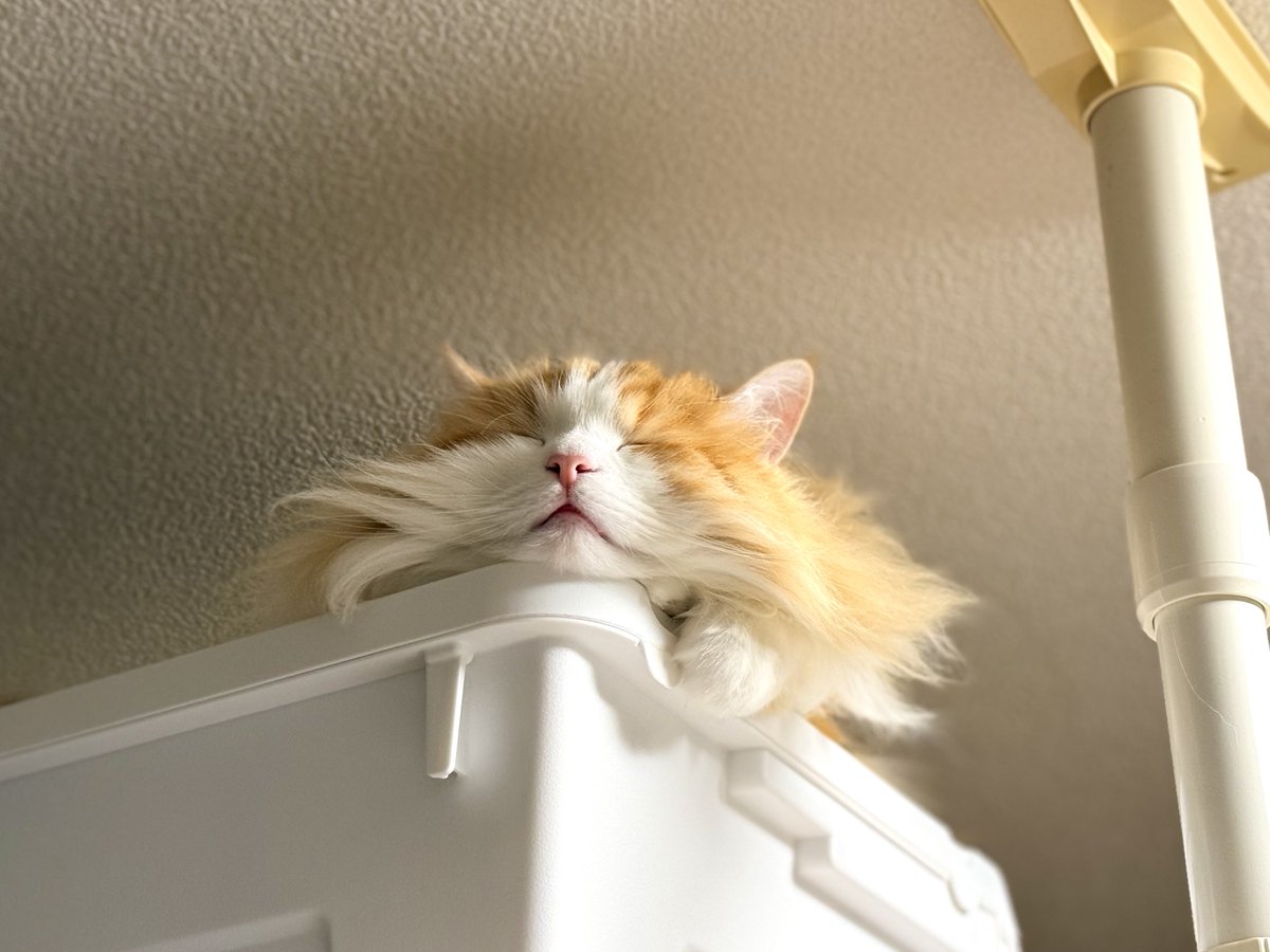 indomitable_val's tweet image. 明日は息子が家に居ないので今日が家族そろっての最後の晩餐・・・
ちょっと大袈裟だな😅