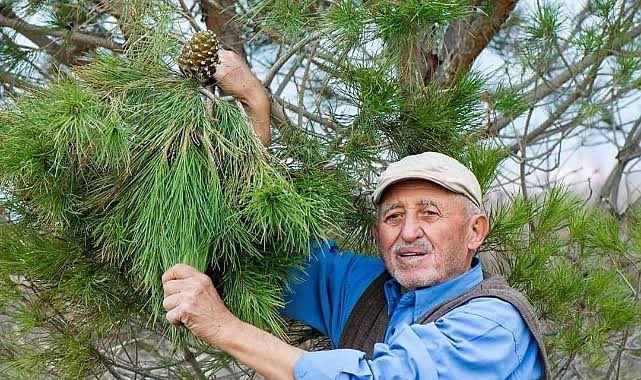 Konya'da trafik kazasında ölen oğlunun anısına diktiği fidanlarıyla bozkırın ortasını ormana dönüştüren emekli öğretmen Rahim Demirbaş, 85 yaşında hayatını kaybetti. Mekanın cennet olsun öğretmenim. 🌳