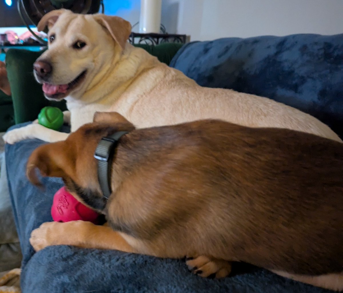 DogsRAngels1's tweet image. It&apos;s #NationalSmileDay and nothing makes me smile more than my Bacon Ball 😊 #dogsontwitter