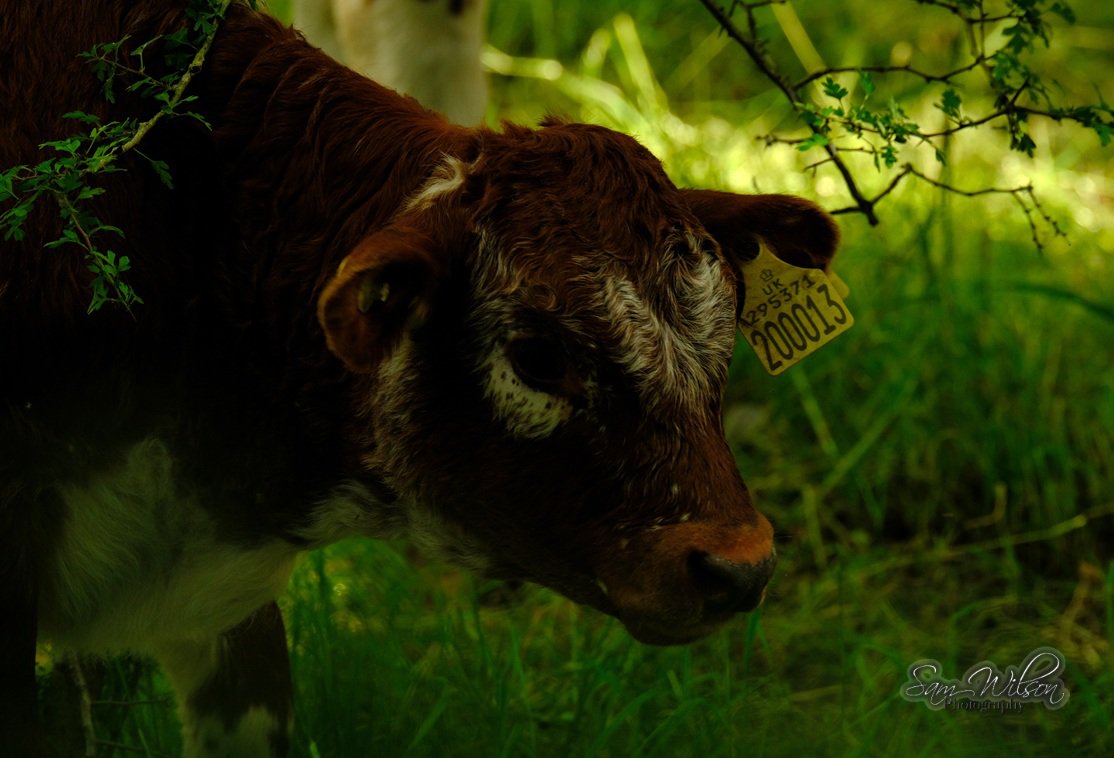 Long horns near St Catherine's hill #AnimalLovers #cows