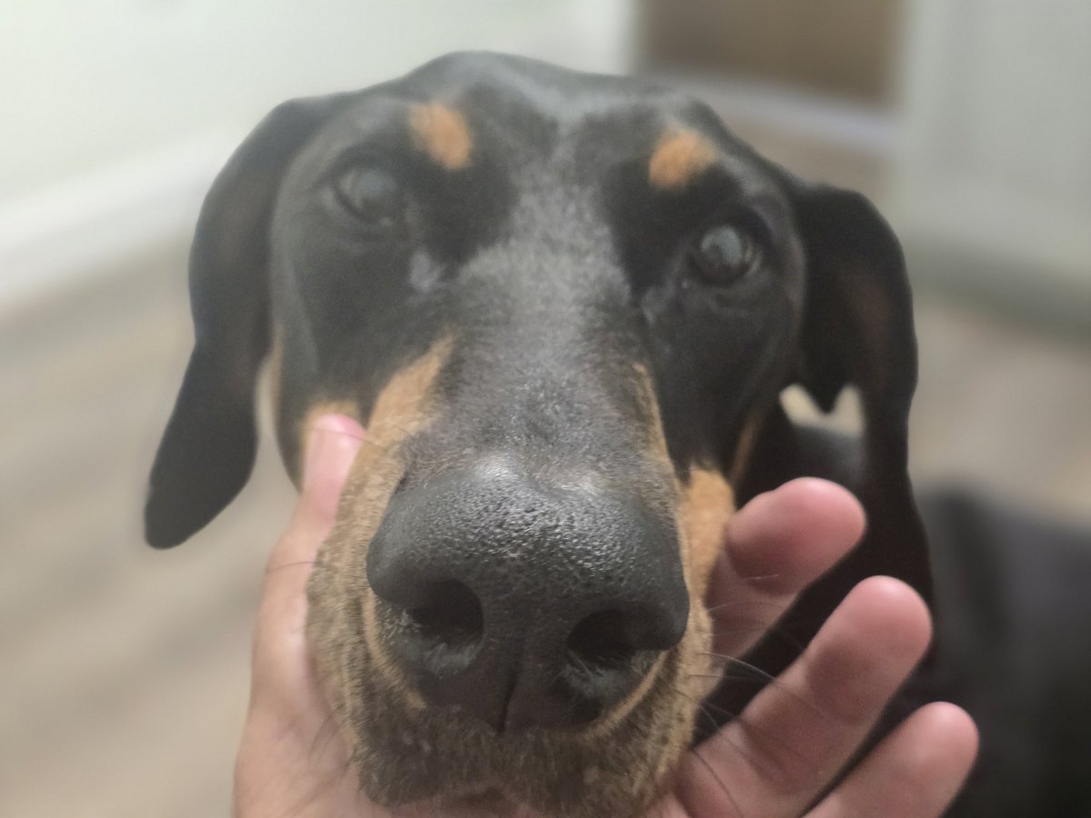 JDC352's tweet image. Just took my Doberman Samson to the vet for his check-up — passed with flying colors 💪🐾 Doc said he’s built like a tank and moves like a panther. Proud dad moment. #Doberman #SamsonStrong #VetVisit #DogDadLife