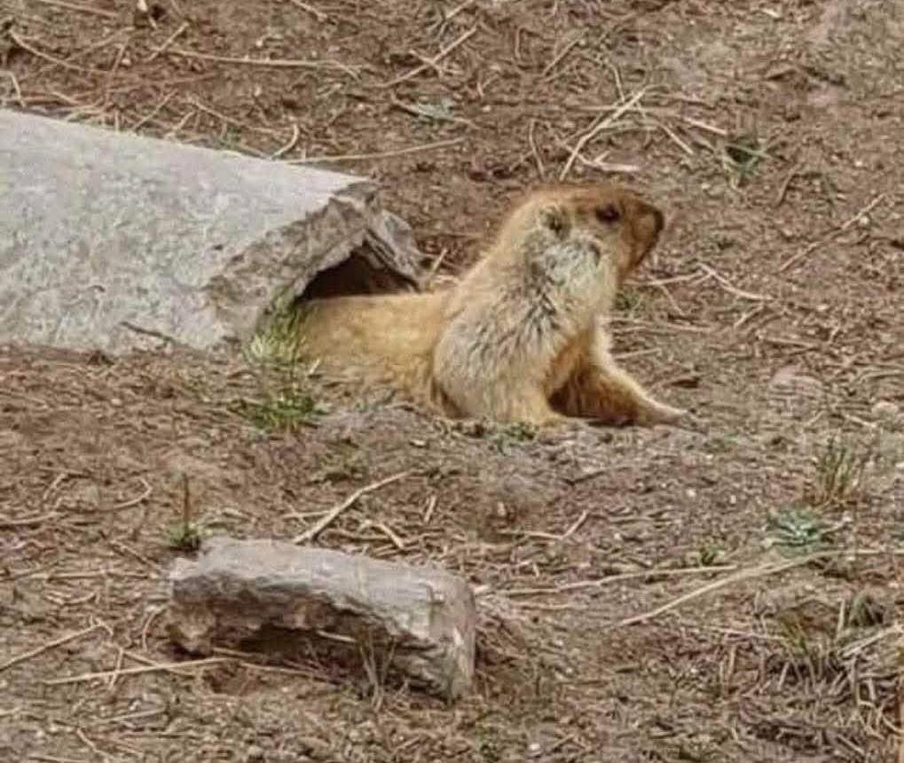 Бүрэн цутгамал хаустай айн😂