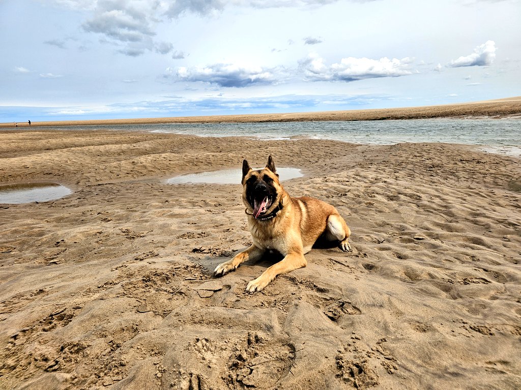 Finished work in Newcastle, so I brought Leo up to Alnmouth for a nice run on the beach 👌