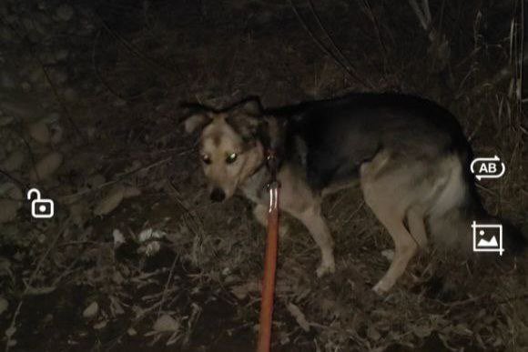 ДРУЗЬЯ

У моей близкой подруги в семье произошло несчастье, брат попал в больницу и отдал свою любимую собаку на время госпитализации другу. Сейчас он вернулся за ней, но узнал, что 2 недели назад она сбежала :( Друг не говорил, не хотел беспокоить 

Поэтому ИРКУТСК и