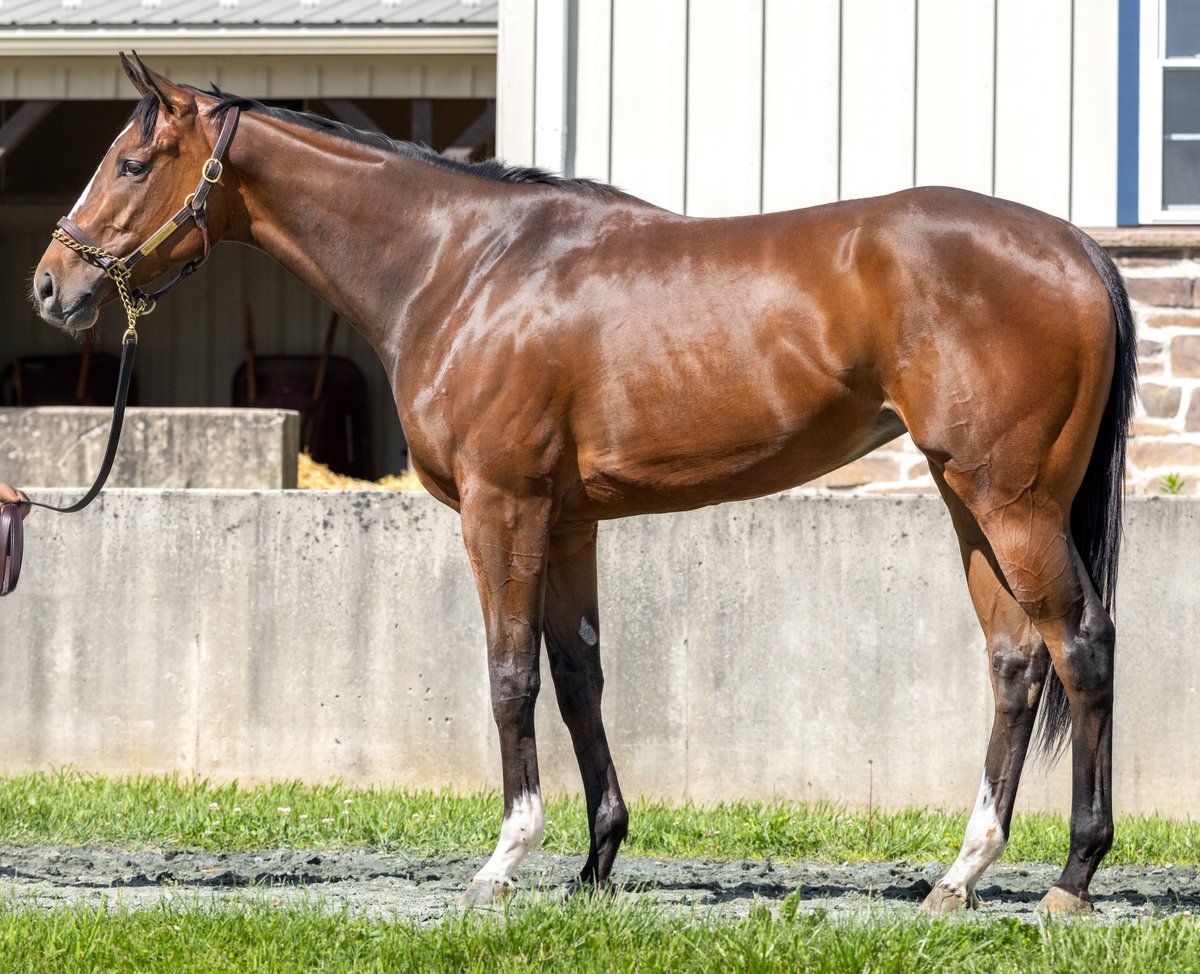 EliteSales (@eliteracesales) on Twitter photo Offered via <a href="/FasigTiptonCo/">Fasig-Tipton</a> Digital...
Hip 13 - INDIGO STUNNER
⭐️ 1st-level alw eligible with a LOVELY physical ($310k SAR 🎪 Yrlng)
⭐️ Half-sis to 2 GSWs: G2W Can Group & G3W Flat Out Speed
⭐️ Out of a young STREET SENSE mare (bmare sire of G1W Good Cheer, G1W Mindframe)
Head Offered via <a href="/FasigTiptonCo/">Fasig-Tipton</a> Digital...
Hip 13 - INDIGO STUNNER
⭐️ 1st-level alw eligible with a LOVELY physical ($310k SAR 🎪 Yrlng)
⭐️ Half-sis to 2 GSWs: G2W Can Group & G3W Flat Out Speed
⭐️ Out of a young STREET SENSE mare (bmare sire of G1W Good Cheer, G1W Mindframe)
Head