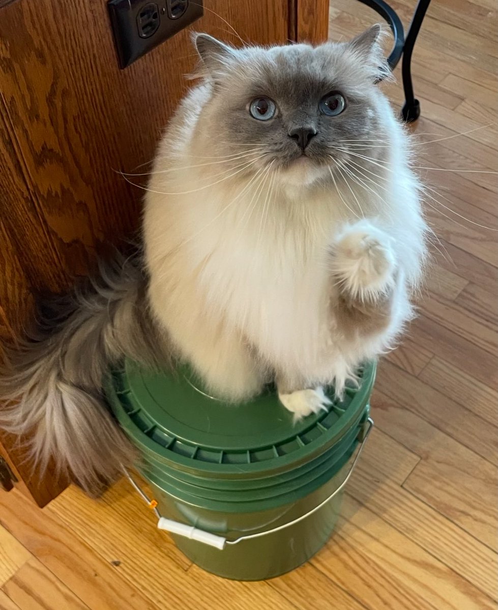 Have a great Caturday!👊