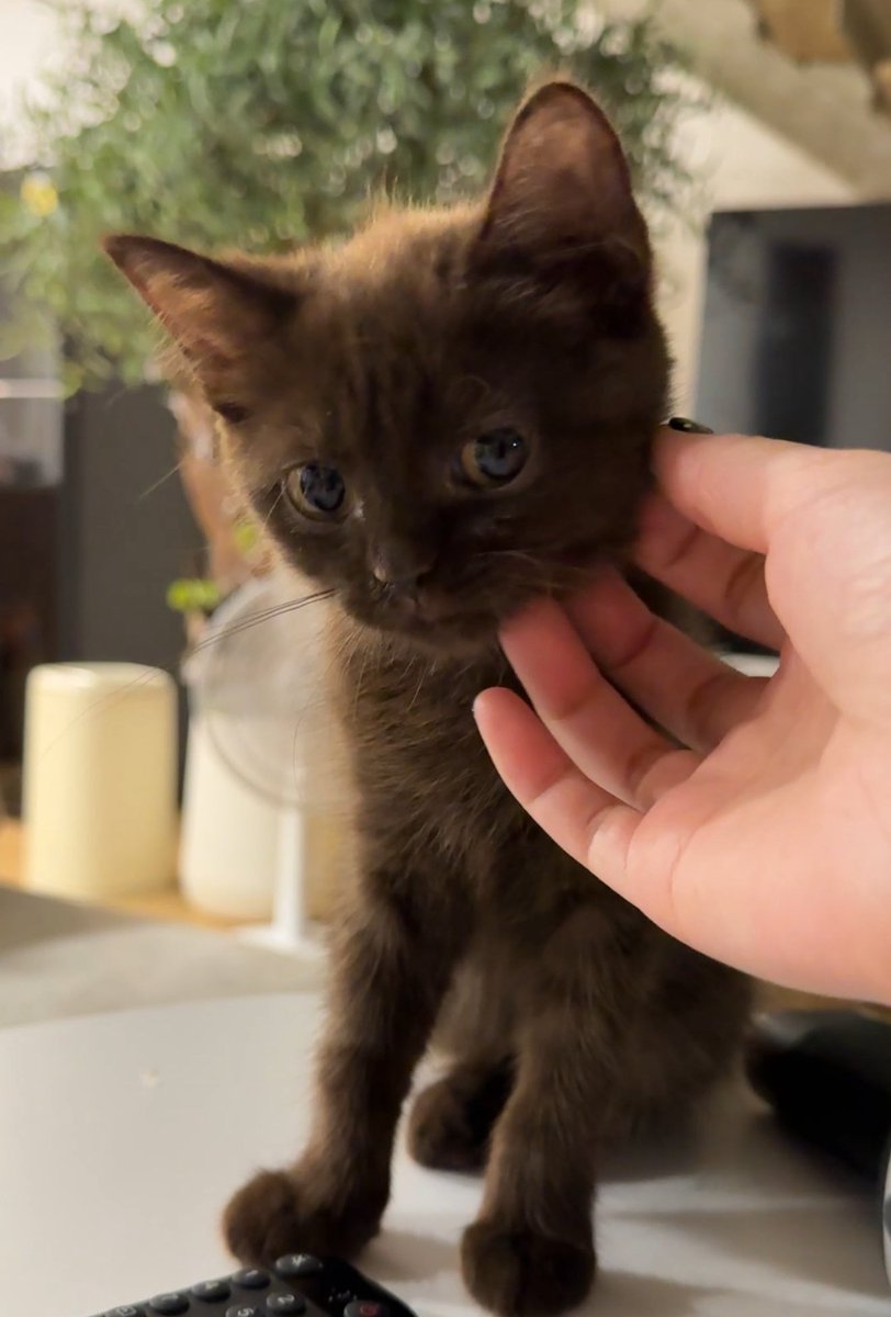 วันนี้เติมแมวป้อกแลตยังกั้บบ