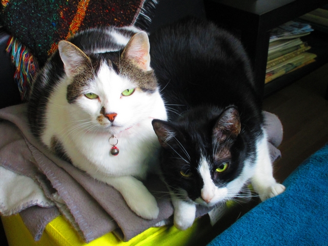 I be on the IKEA box and go guess, The Queen was go join. 

I no like that so here she be hold on for dear 9 lives😹