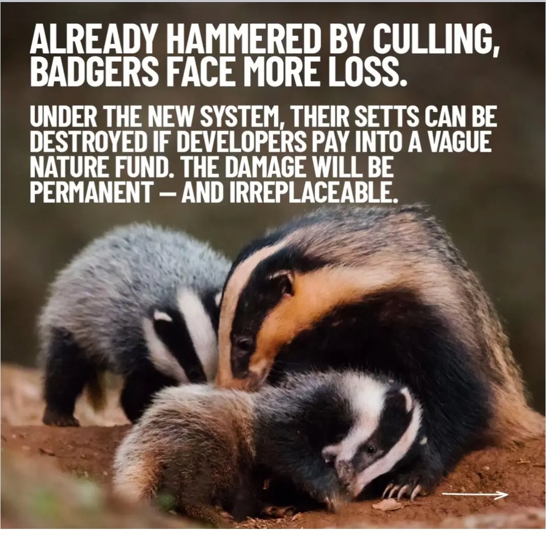 EcologistsAgainstTheCull tweet media
