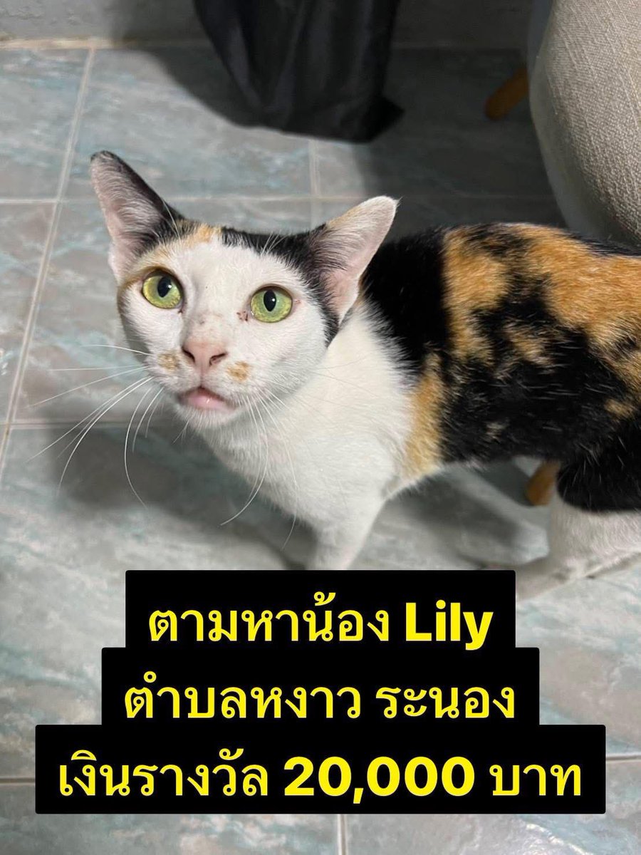 ท่านใดพบเห็นแจ้งเค้าได้เลยนะคะ
ฝากช่วยรีหน่อยนะคะ🙏🏻
น้องหายน่าจะตั้งแต่มี.ค.แล้วค่ะ
ผู้รับอุปการะเพิ่งจะยอมรับว่าน้องหายวันนี้🥲🥹