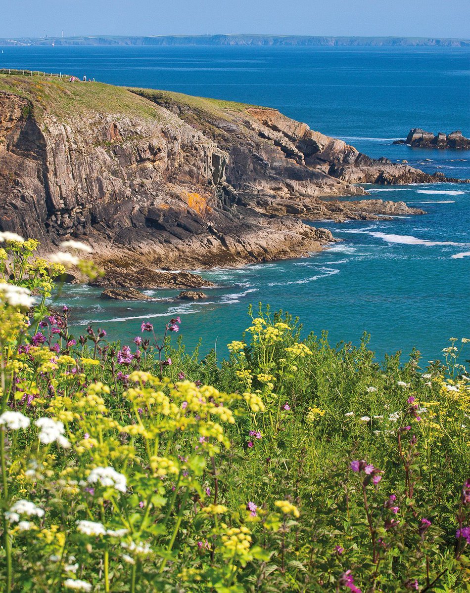 Summer wildflowers on the clifftops of Pembrokeshire.

#WalesCoastPath #LlwybrArfordirCymru #Wales #Cymru #CroesoCymru #DiscoverWales #MyWales #CaruCymru #LoveWales #WalesOnline #Pembrokeshire