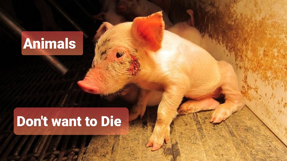 They feel. They think. They love. And yet, because of your choices, they bleed. Every bite, every purchase, is a sentence passed. They don’t need your pity. They don't seek your sympathy; they require your action, to stop paying for their slaughter.

#GoVegan