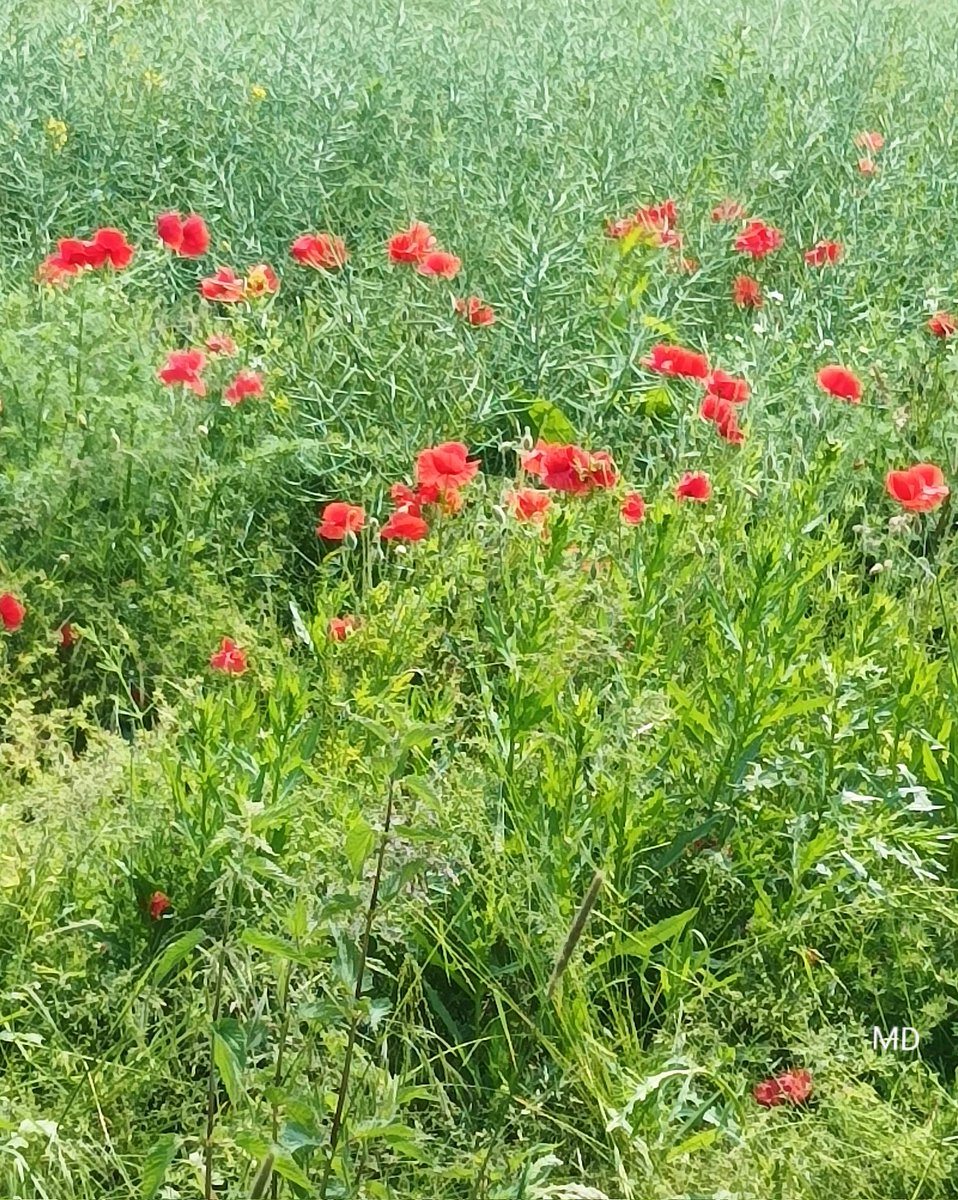 Martina Dvorská (@martinadvorsk2) on Twitter photo 
