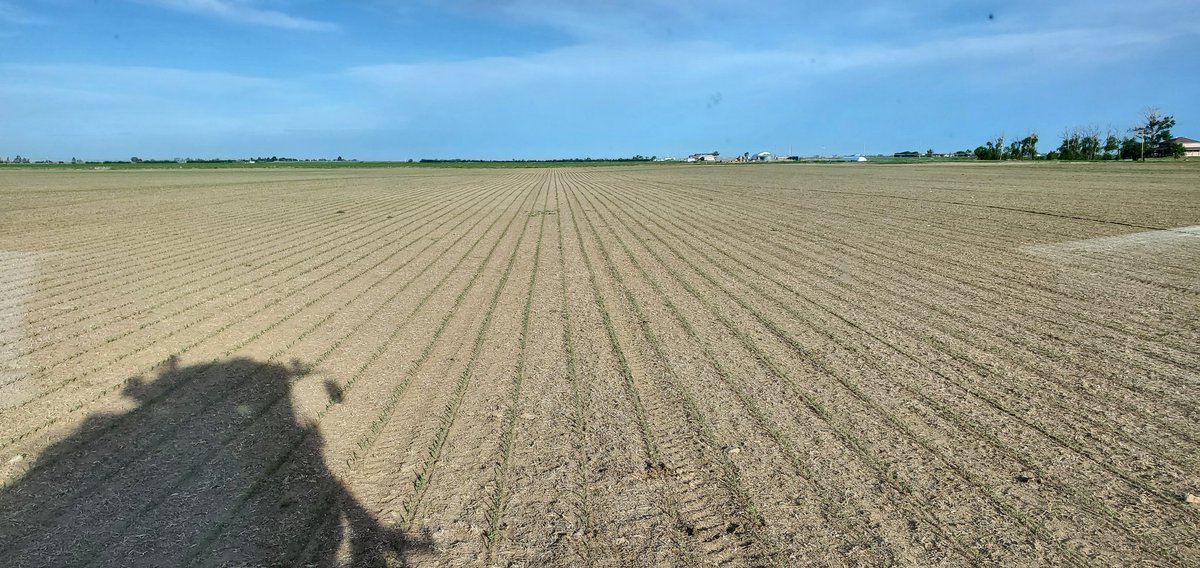 Spraying the GMO side of our competition field. Head 2 head GMO vs NonGMO to see which side yields the best, but more importantly, which side will be the most PROFITABLE after expenses. Every kernel weighed thru a weigh wagon. Give me your thoughts- which do you predict will win?