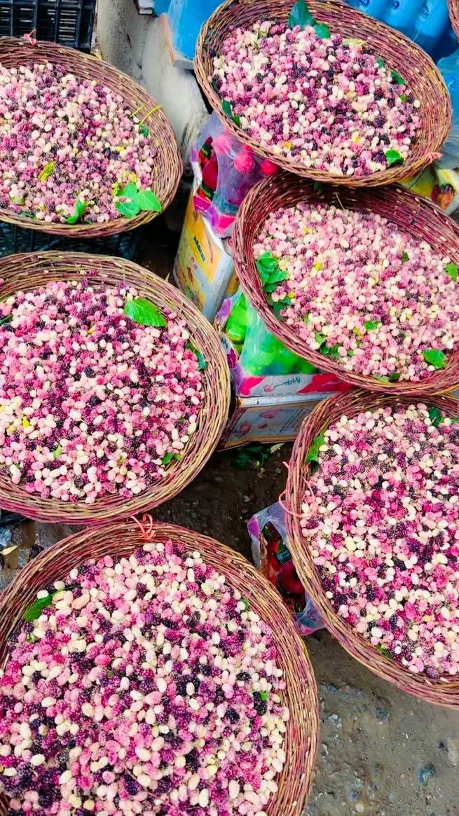 وطني توتان چې له کلونو ترې بې‌برخې يو. 
#توتان
#وطن
#افغانستان