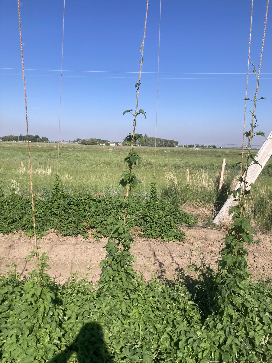 Some plants over 6 feet tall