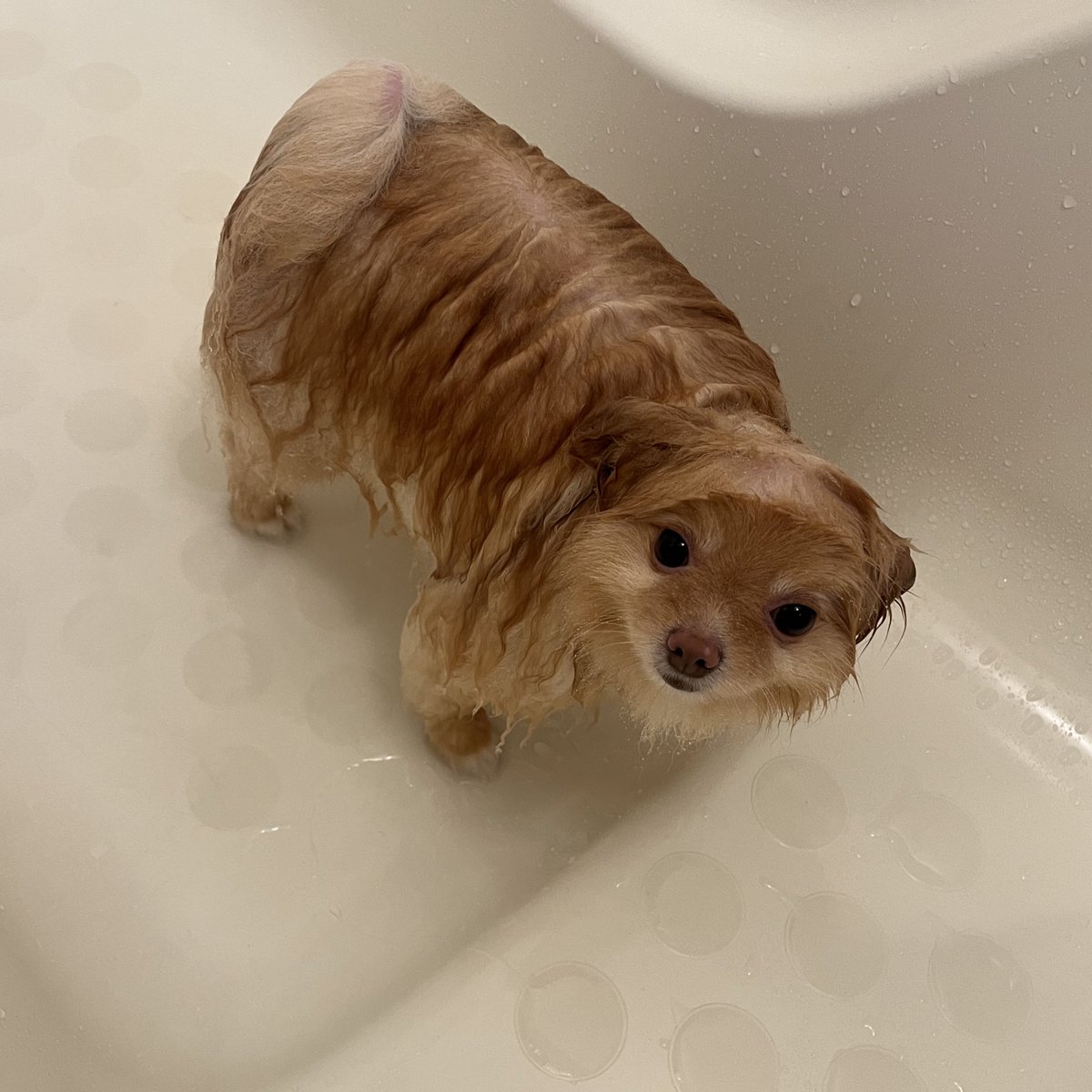opomenokomugi's tweet photo. なんでいつもぬらすの…🥺 https://t.co/SXqGlRFmDb