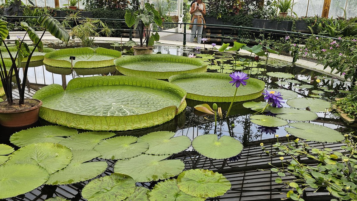 Blaze80044983's tweet photo. Stunning day at Kew Gardens! 🌿 The Indian lotus flowers were breathtaking
Sharing some pics from the visit – nature at its finest! 🌸 #KewGardens #IndianLotus https://t.co/3Hb2gFO7vX