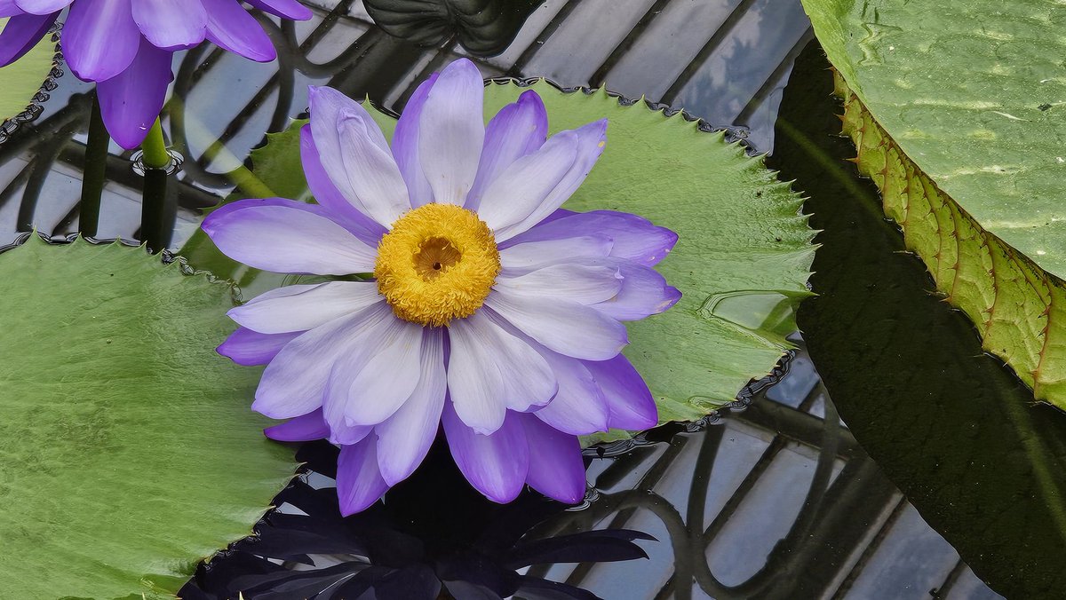 Blaze80044983's tweet photo. Stunning day at Kew Gardens! 🌿 The Indian lotus flowers were breathtaking
Sharing some pics from the visit – nature at its finest! 🌸 #KewGardens #IndianLotus https://t.co/3Hb2gFO7vX