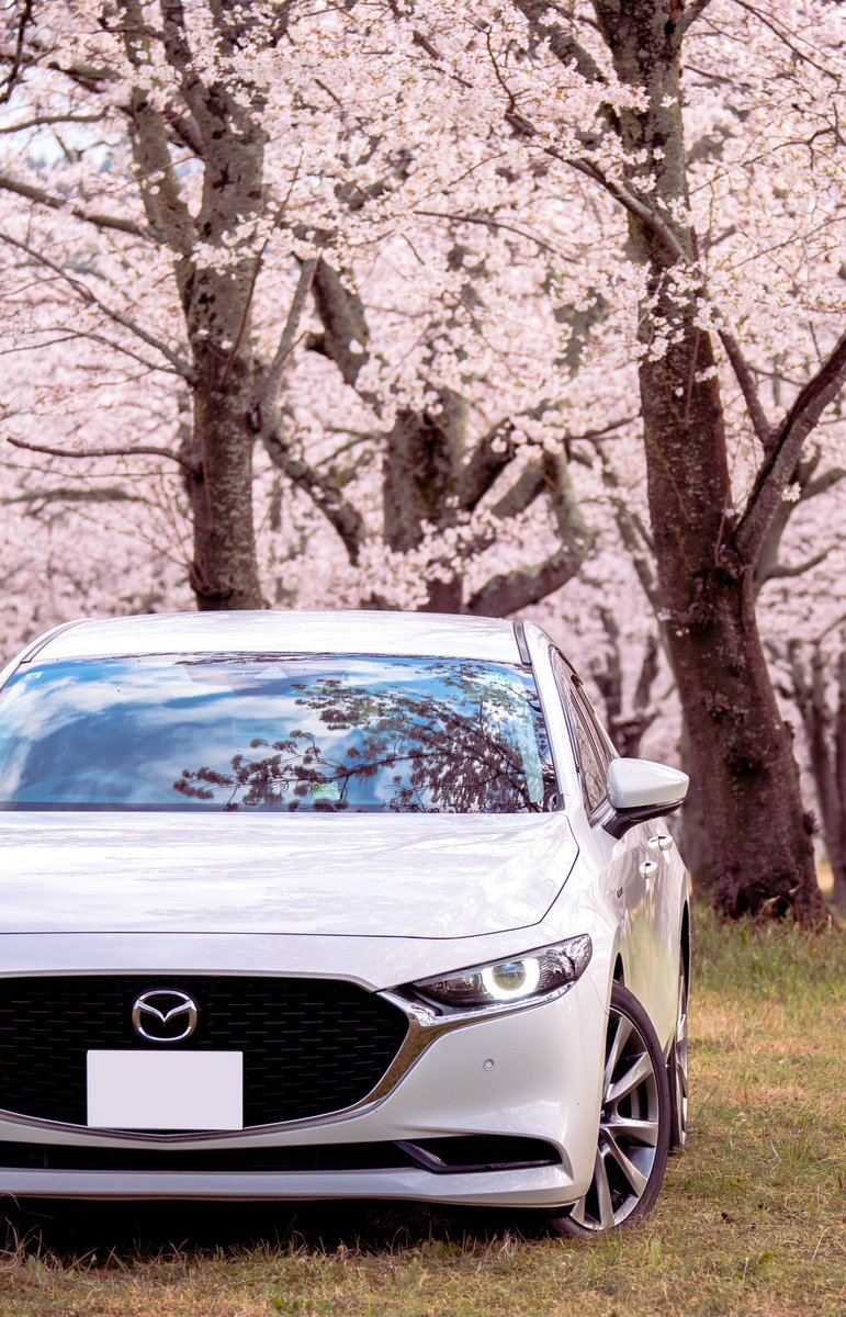 _kk_s's tweet image. この車が来て初めての春
一緒にたくさんの桜を見ることが出来ました🌸

#kobemazdaphoto
#km2025spring
#mazdagram
#kobemazdagram
#神戸マツダ
#フォトコンテスト