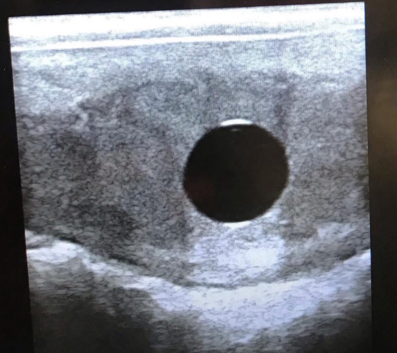 Charlock Stud-Graham&Carla tweet media