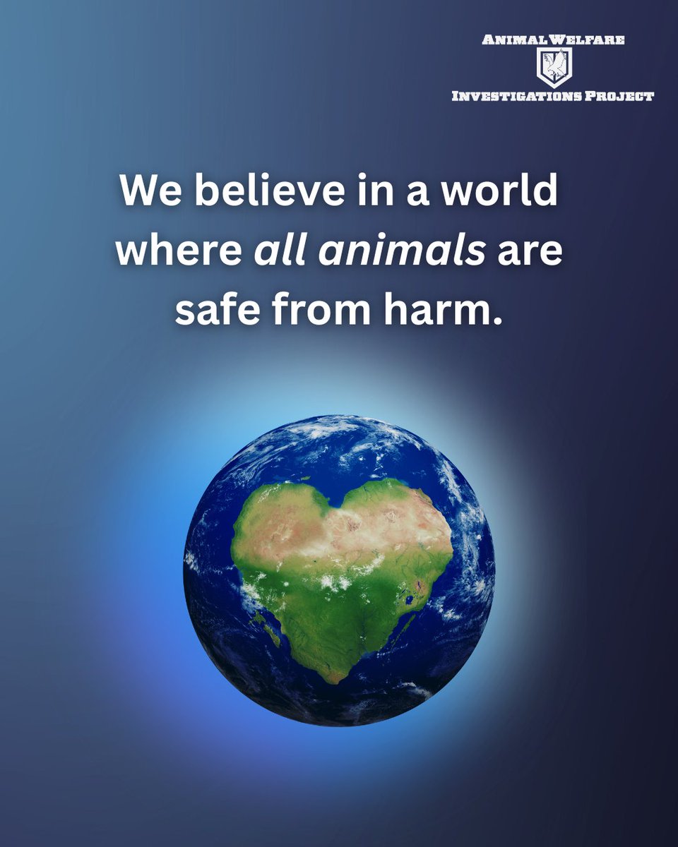 awipngo's tweet image. At AWIP, we believe in a world where all animals are safe from harm. ❤️

Today, we are conducting investigations worldwide! 🌍
Join us in our mission to rescue animals and support our work 🐾

#AnimalWelfareInvestigations #AWIP #JoinOurMission #JusticeForAnimals #AnimalRescue