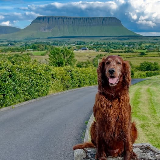 🐾 Duke voleva solo ricordarti quanto sia bella la Yeats Country: la contea di Sligo dovrebbe essere una tappa obbligata della tua avventura in Irlanda!
📍 Benbulben, Contea di Sligo
📸instagram.com/dukeirishredse…