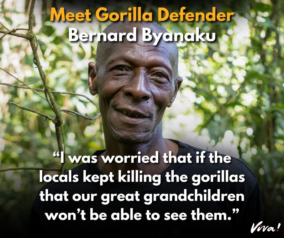 Meet Bernard from the Human Gorilla Conflict Resolution Team (HUGO volunteers) in Uganda 👊

We are crowdfunding to provide the team with essential supplies for to continue protecting the mountain gorillas

➡️ Donate to support our Gorilla Defender Appeal: gorilladefender.org/donate-fb