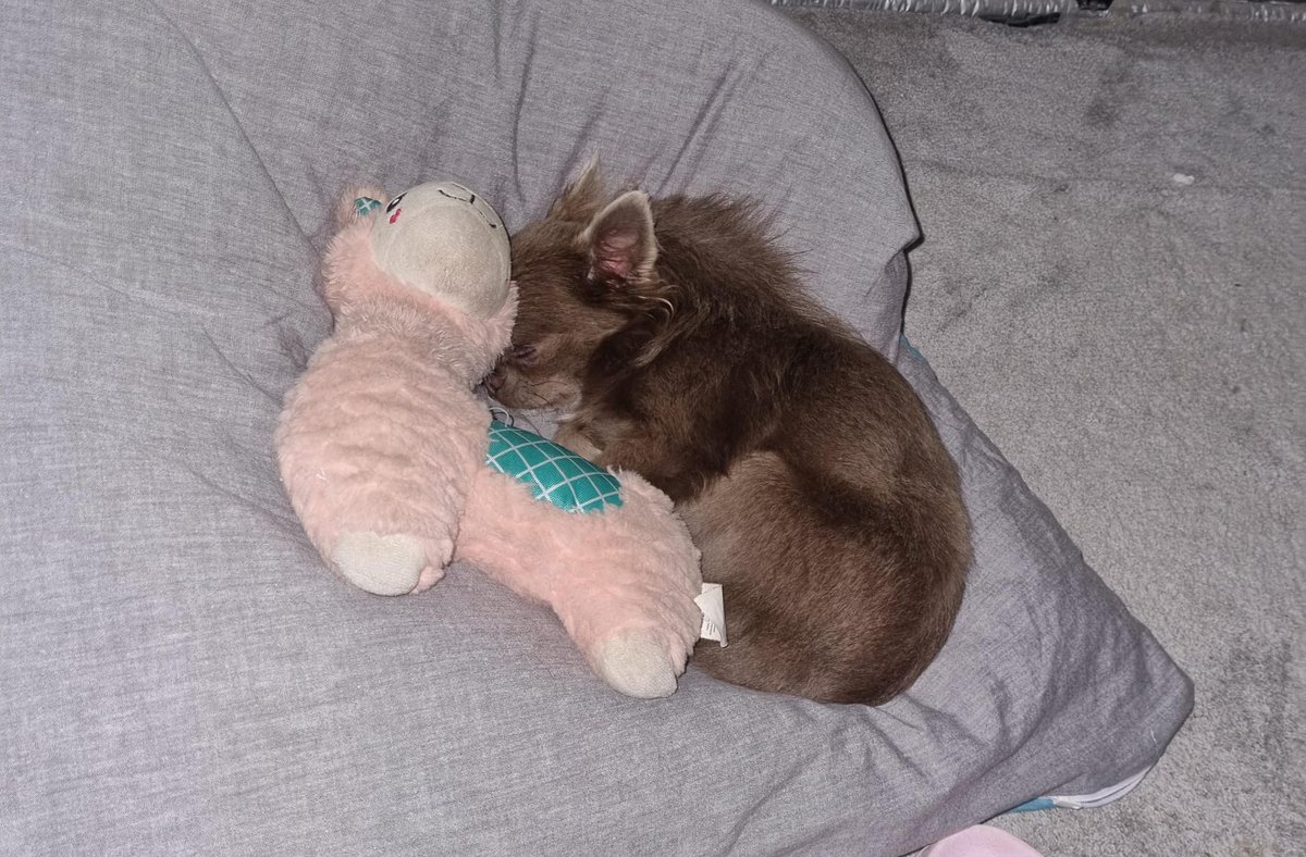 Oskar hat es sich gemütlich gemacht und schläft 'ne Runde.😄