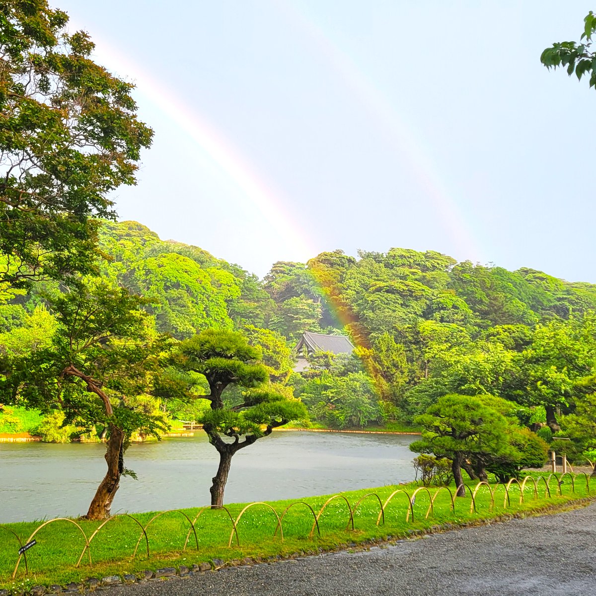HSankeien's tweet photo. 🌈大きな二重の虹がかかりました🌈
5/31(土) 17：30ごろの様子です。
閉園後でお客様にご覧いただけないので
画像でお届けします。
大池から虹が出ていて、幻想的です！！！

#三溪園 #三渓園 #虹 #ダブルの虹 https://t.co/zi75Jd37de