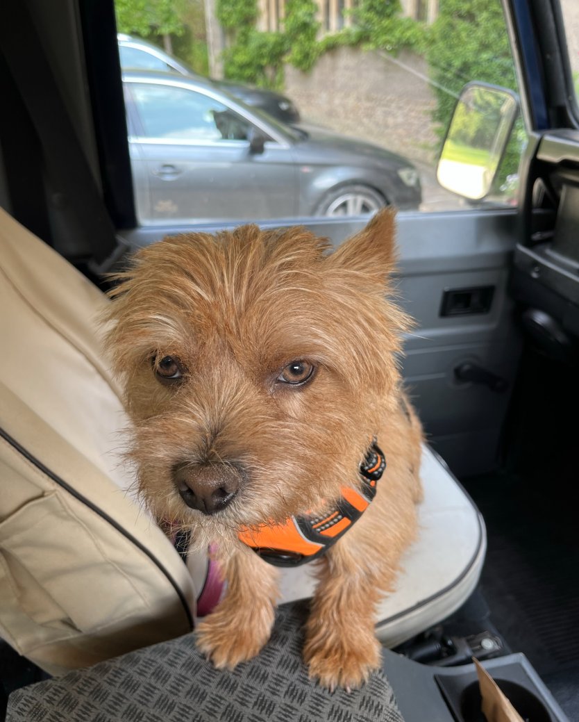 Paul Graham tweet media