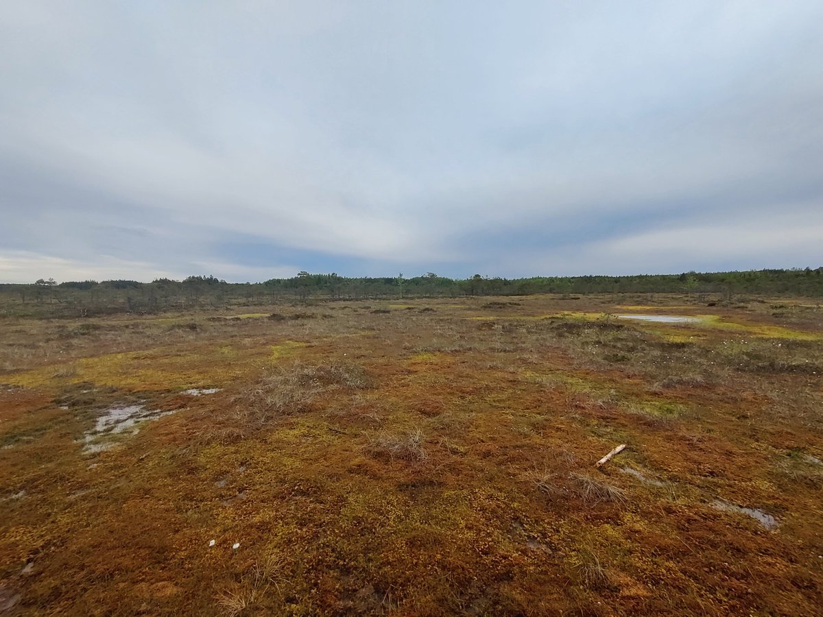 Last walk in the 🇫🇮swamps yesterday, now on our way back to germany 😭 why does time always pass so fast when its nice?