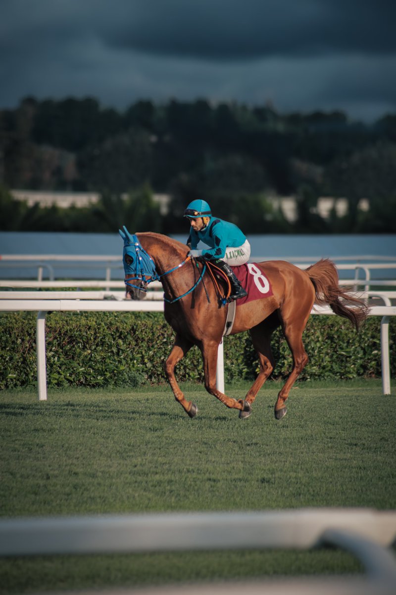 🐴  Altın Saad
🏇  Ali Kaçmaz 
📆  30.05.2025 
📌  Veliefendi Hipodromu