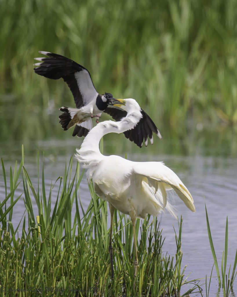 Andrew Kirby (@andrewkirby18) on Twitter photo Lapwing defending its nest site from a great white egret.
At Catcott Lows yesterday afternoon.
<a href="/SomersetWT/">Somerset Wildlife Trust</a>
<a href="/AvalonMarshes/">Avalon Marshes</a>
<a href="/bto_somerset1/">bto_somerset1</a>
<a href="/somersetbirds/">Somerset Birds</a> Lapwing defending its nest site from a great white egret.
At Catcott Lows yesterday afternoon.
<a href="/SomersetWT/">Somerset Wildlife Trust</a>
<a href="/AvalonMarshes/">Avalon Marshes</a>
<a href="/bto_somerset1/">bto_somerset1</a>
<a href="/somersetbirds/">Somerset Birds</a>