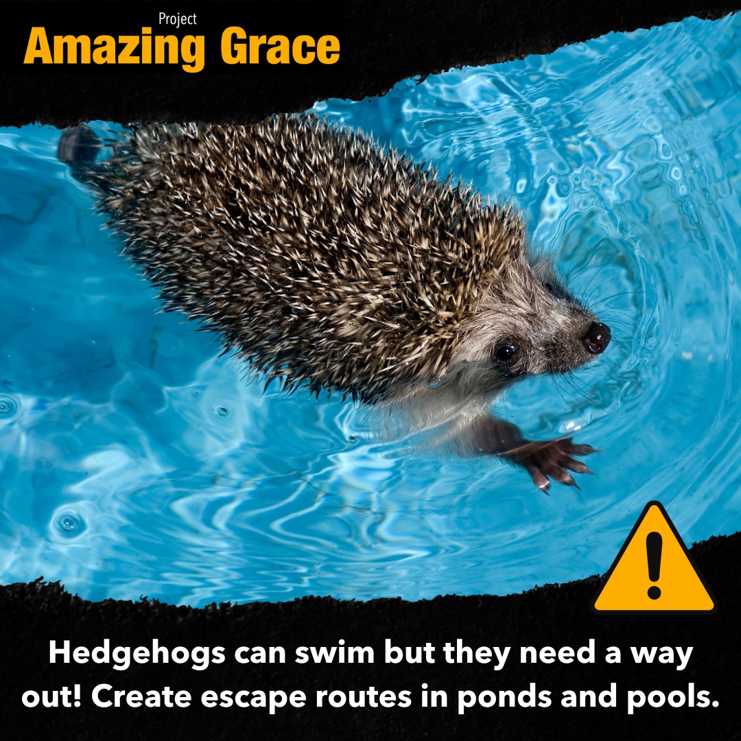 Water is vital for Grace, but let's make sure it's safe and accessible.
‼️Swimming Pools can be a watery grave, make them safe by sealing covers and providing escape options. 🌿 You can help keep Hedgehogs in your garden hydrated with a gravel-lined dish.
gracethehedgehog.co.uk/graces-five-po…