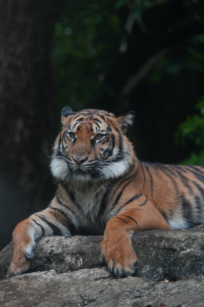 明日は新プロジェクトの取材も兼ねて、八木山動物公園に行きます！！
ベンくんや、アサちゃん達のおじいちゃんケアヒにも会いたい！！