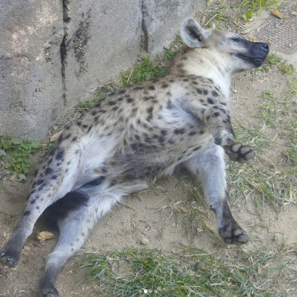 𝑚𝑎𝑟𝑢(ﾏﾙ) tweet media