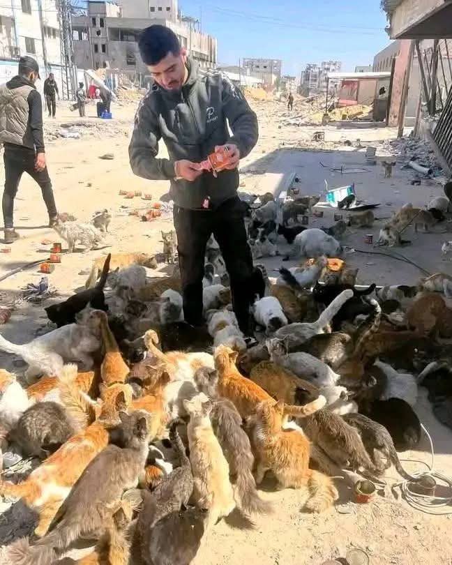 Even Gaza cats are being starved