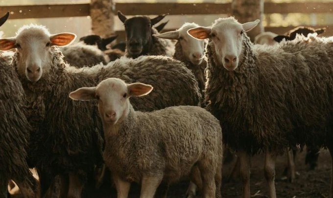 Alanya'ya Kurban Bayramı öncesi kritik uyarı! Herkes bu riskle karşı karşıya
yenialanya.com/haber/25137848…