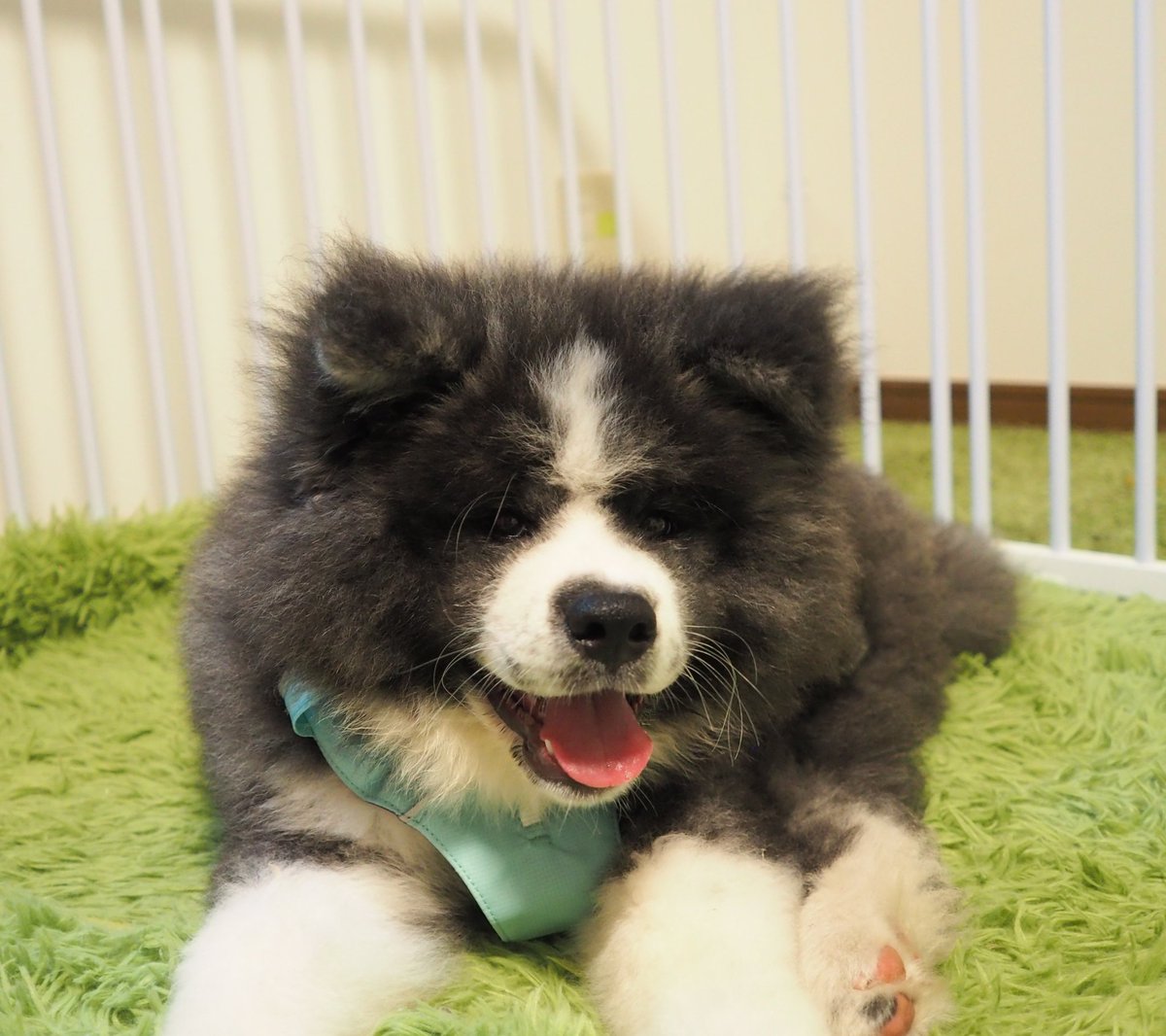 犬さん (@inusan__) / Posts / X