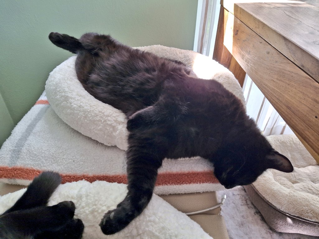 Katzentante123's tweet image. "Ja, die Frau hat neue Katzenbetten besorgt. Aber halt wieder viel zu klein. 
Wenn man nicht alles selber macht 😼."

#KaterAlonso #CatContent