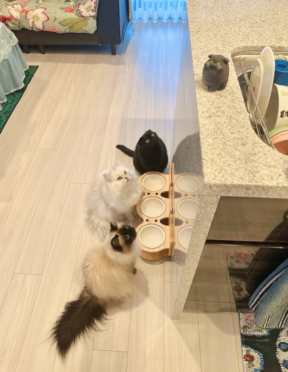 にゃりらて (@cdVUHU7wI2VYch4) / Posts / X