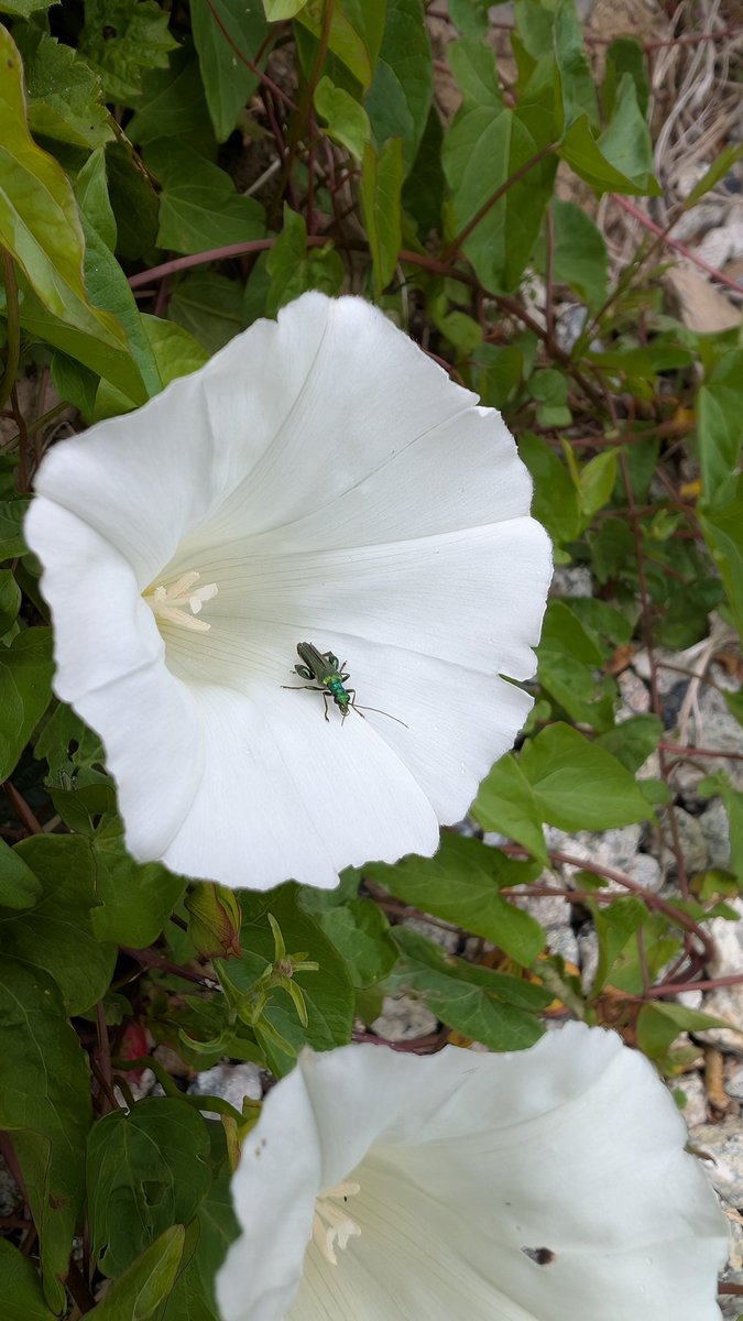 look at this little guy