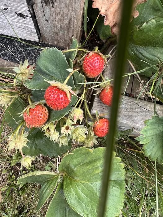 jonnyald's tweet photo. down at Felixstowe beach #shingle #crunching #sounds #sun #beachhuts #strawbs #lifesgreat #suffolk #coast https://t.co/SQ6u5u2tJU