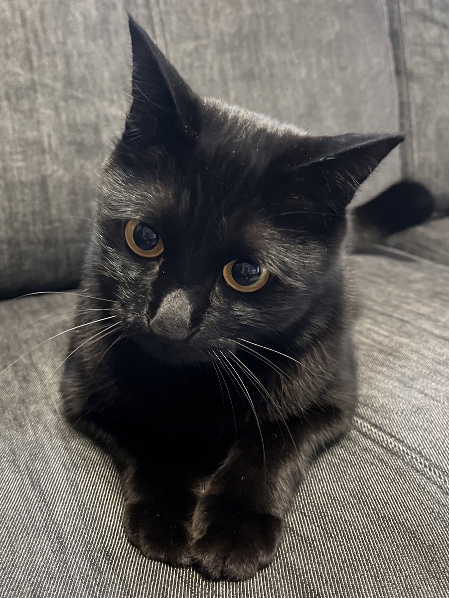 おてて揃えてかわいい。

#黒猫