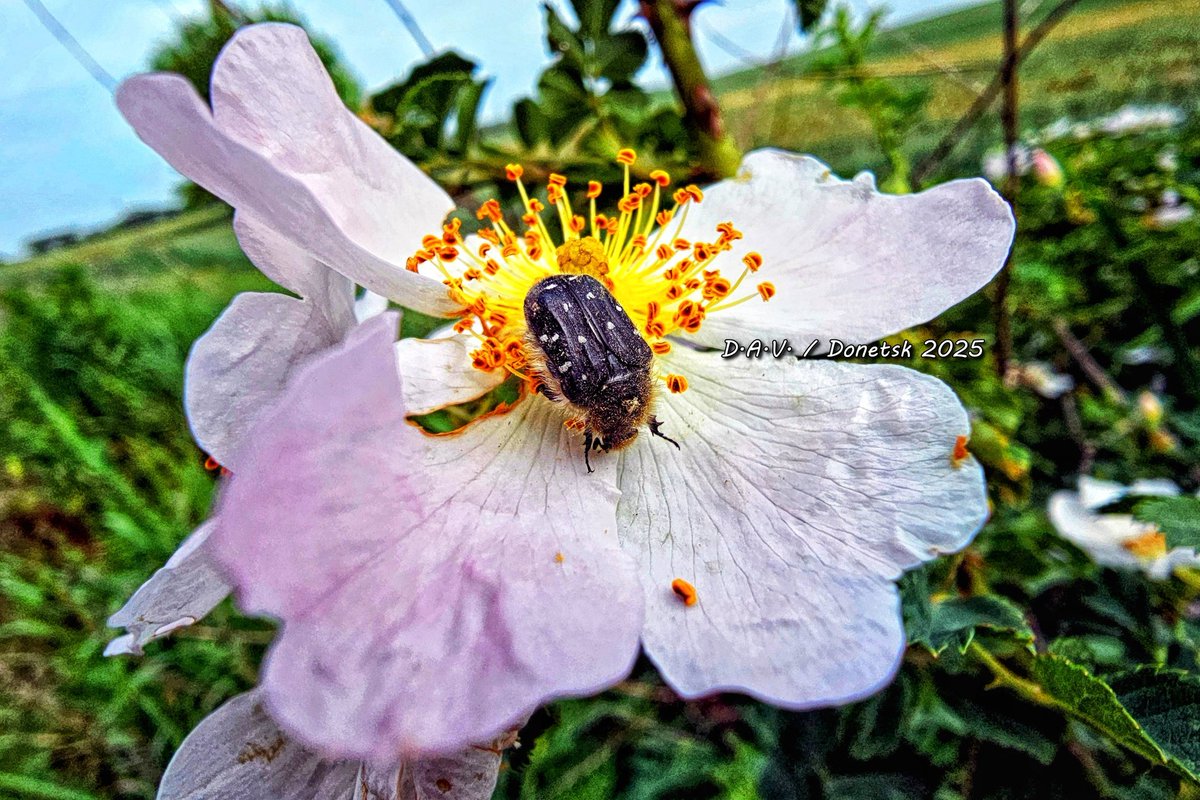 31.05.25 - Донецк! Жители местного куста шиповника. 📲🐝🐞 t.me/donetsk_photo