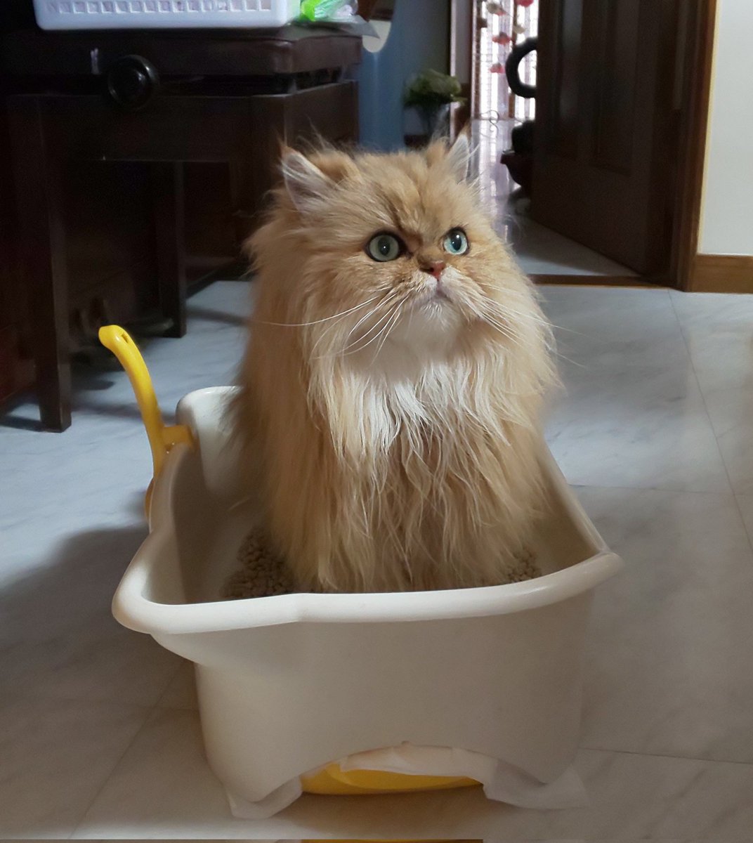 on my shitters arc

Every time I open that link there are 30 fresh pics with cat shitting in their litter. Unlimited viral content