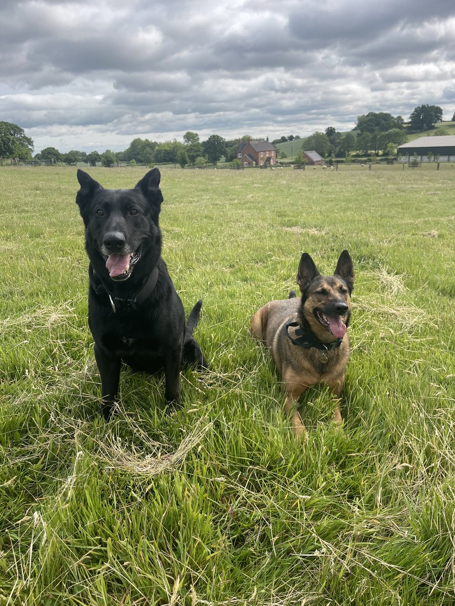 Stark out for a morning stroll with his Game of Thrones sibling Arya